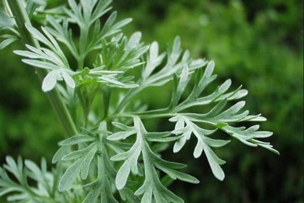 breeding wormwood