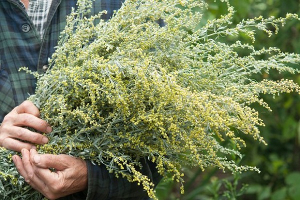 zaailingen planten