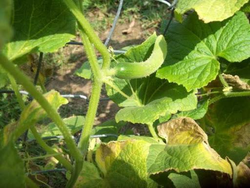 ¿Por qué se secan los bordes de las hojas de los pepinos y qué hacer?