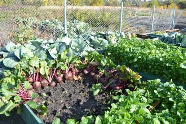 Cosecha remolachas en un jardín abierto