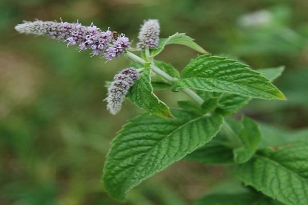 inflorescences verticillées