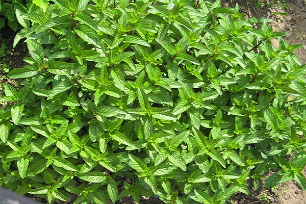 variedades de menta