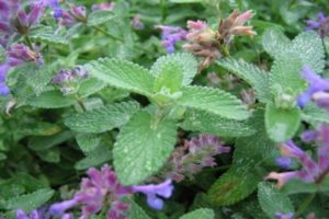 Description of varieties and types of mint with names that exist