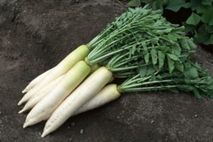 Description and characteristics of the best types (varieties) of radish for open ground