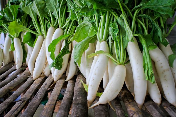 radish vacula