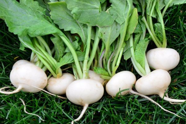 white radish