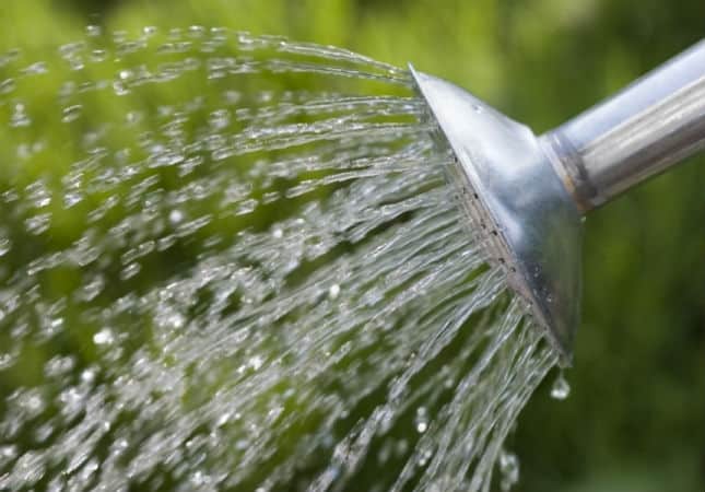 watering beans