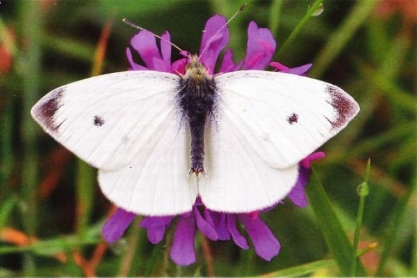 insecticide planting