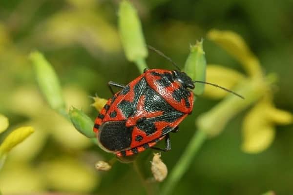 cabbage bug