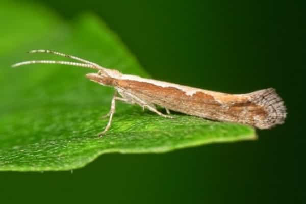 cabbage moth