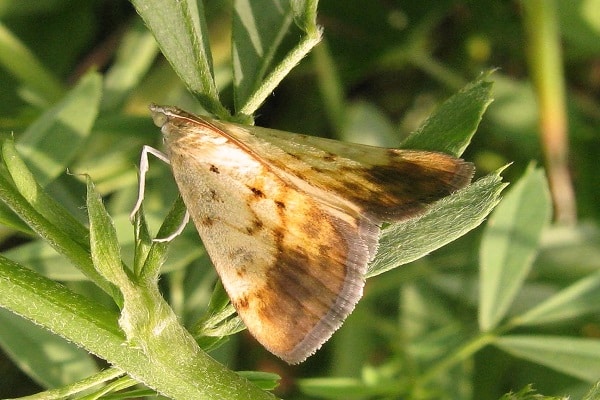 bež boja