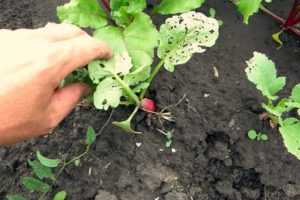 Description of pests of radish (radish) and the fight against them