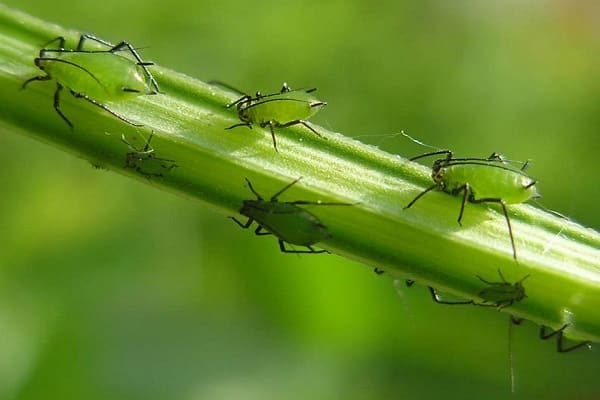 fourmis de jardin