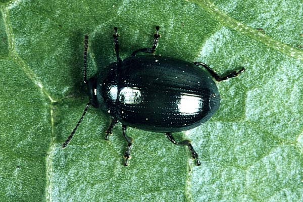 green bug