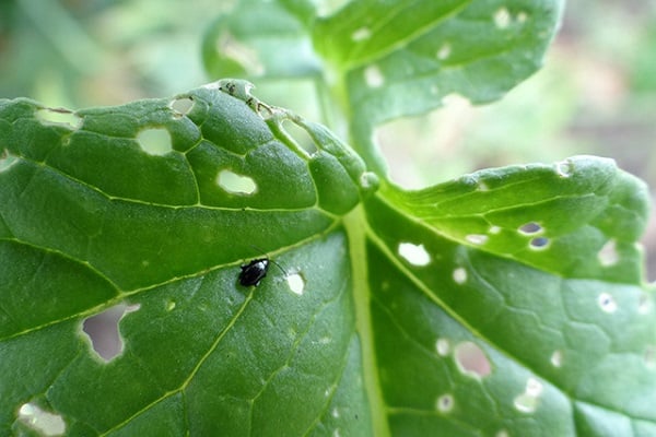 jeunes plantes