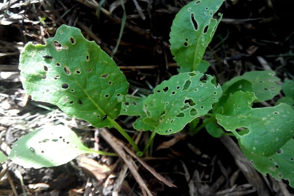 fertilization in the soil