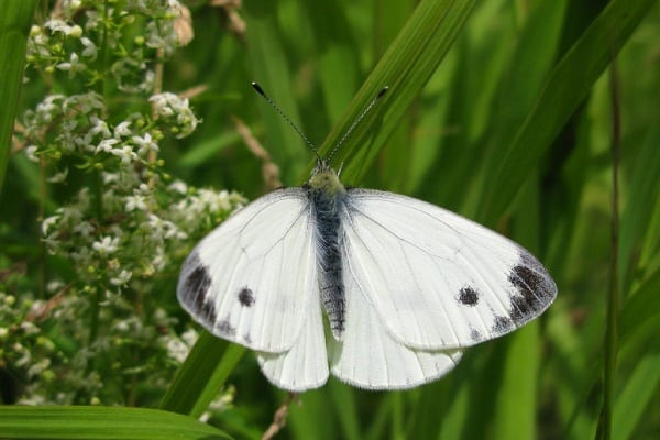 papillons blancs