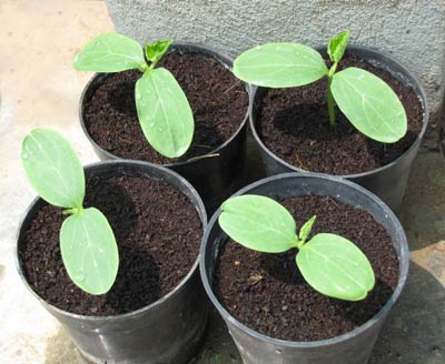 plántulas de pepino en maceta