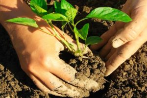 Tumbuh selasih dari biji dan jaga di negara ini di ladang terbuka