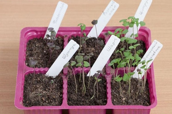 airing seedlings