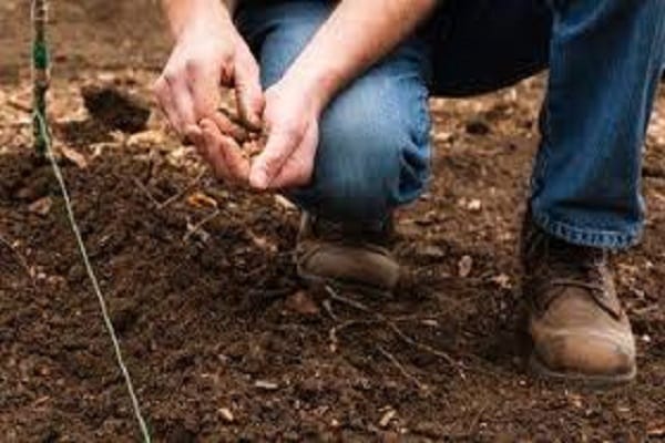 vegetable crops