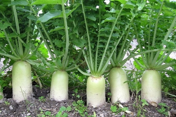 เติบโต daikon