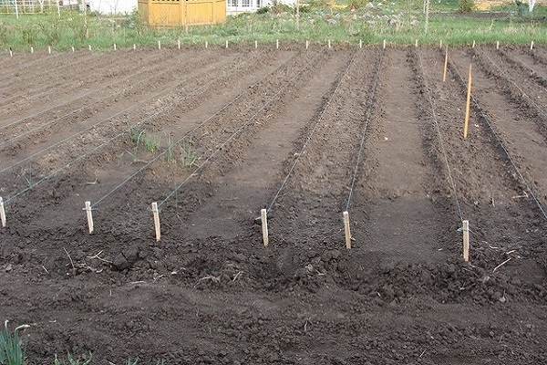 entre plantas