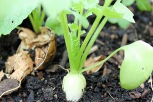 Kapan dan bagaimana menanam dan menanam daikon di ladang terbuka di wilayah Moscow