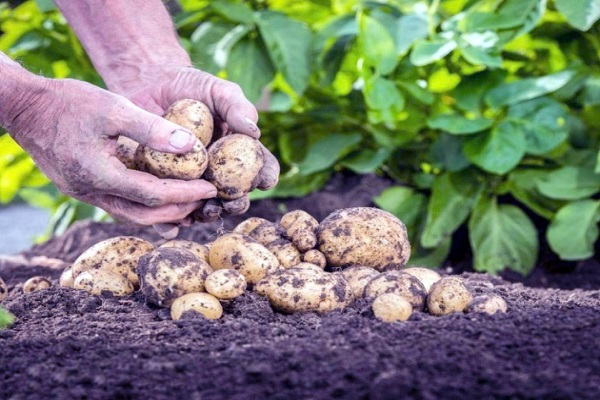 seed potatoes