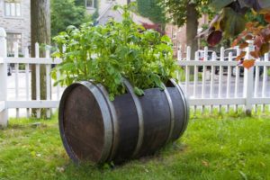 The technology of growing potatoes in a barrel, the pros and cons of the method