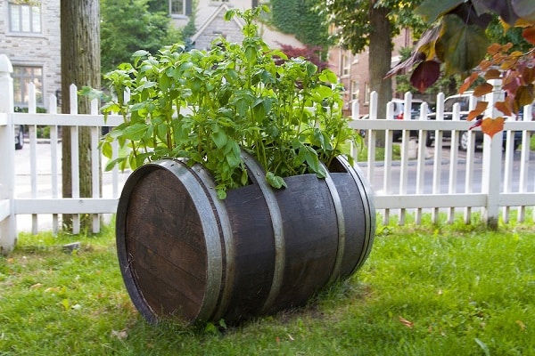 La technologie de culture de pommes de terre en barrique, les avantages et les inconvénients de la méthode