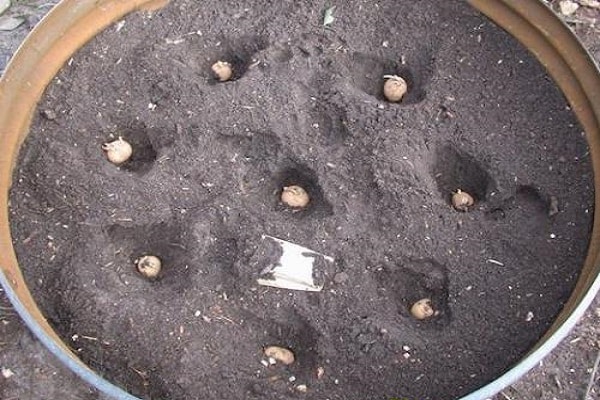 The technology of growing potatoes in a barrel, the pros and cons of the method