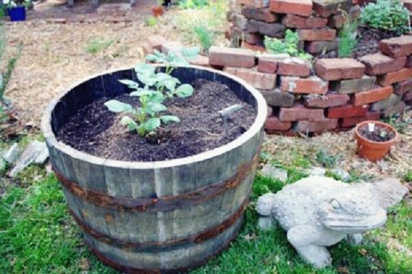 La technologie de culture de pommes de terre en barrique, les avantages et les inconvénients de la méthode