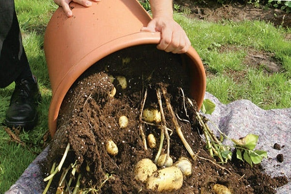 La technologie de culture de pommes de terre en barrique, les avantages et les inconvénients de la méthode