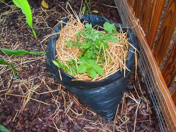 La technologie de culture de pommes de terre en barrique, les avantages et les inconvénients de la méthode