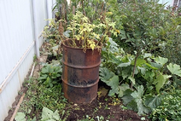 La tecnología de cultivar papas en un barril, los pros y los contras del método.