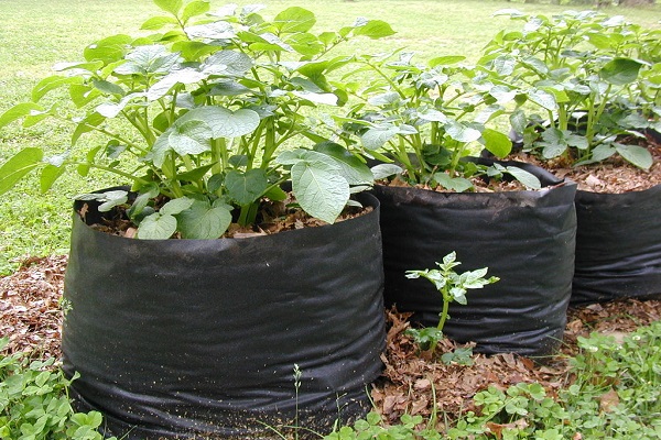 La tecnología de cultivar papas en un barril, los pros y los contras del método.