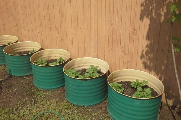 La tecnología de cultivar papas en un barril, los pros y los contras del método.