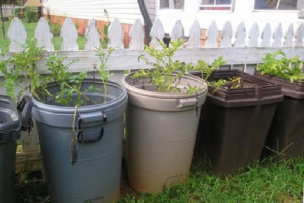 The technology of growing potatoes in a barrel, the pros and cons of the method