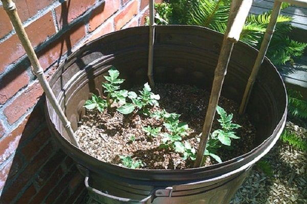 La tecnología de cultivar papas en un barril, los pros y los contras del método.