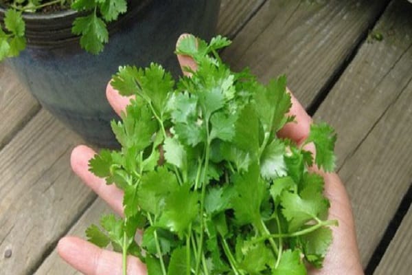 cosecha de cilantro