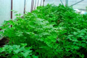 How to properly grow cilantro in a greenhouse