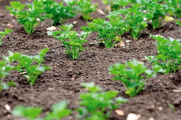 variedades de cilantro