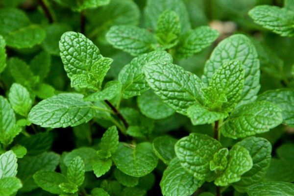 planting mint