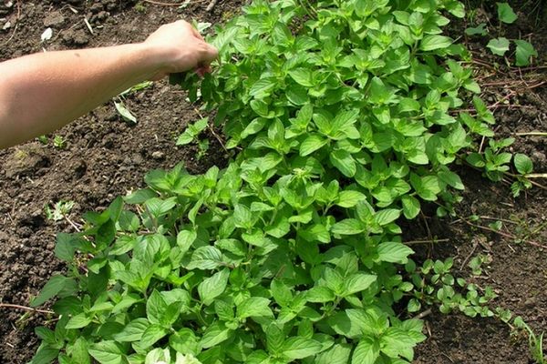 menta en el suelo