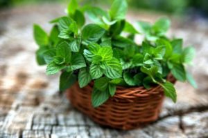 Cómo cultivar y cuidar adecuadamente la menta en un invernadero.