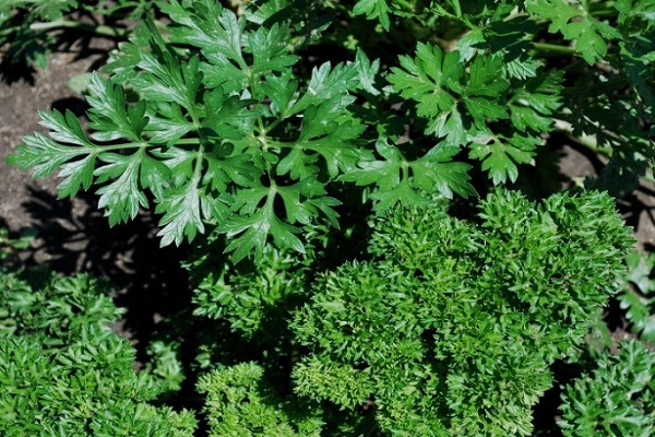 parsley varieties