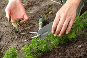 Cultivo y cuidado del perejil en campo abierto, cómo y cuánto crece.