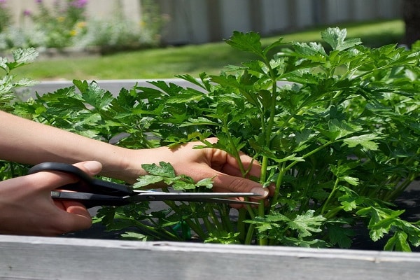 creciente vegetación