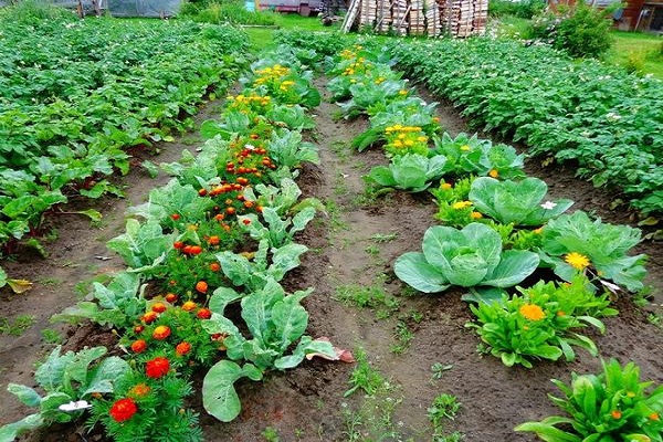 cilantro o zanahorias